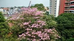 Blk 3 Toh Yi Drive (Bukit Timah), HDB Executive #129963732